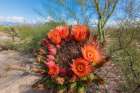 Bright orange or red flowers of a barrel cactus in the Sonoran Desert. Art Print
